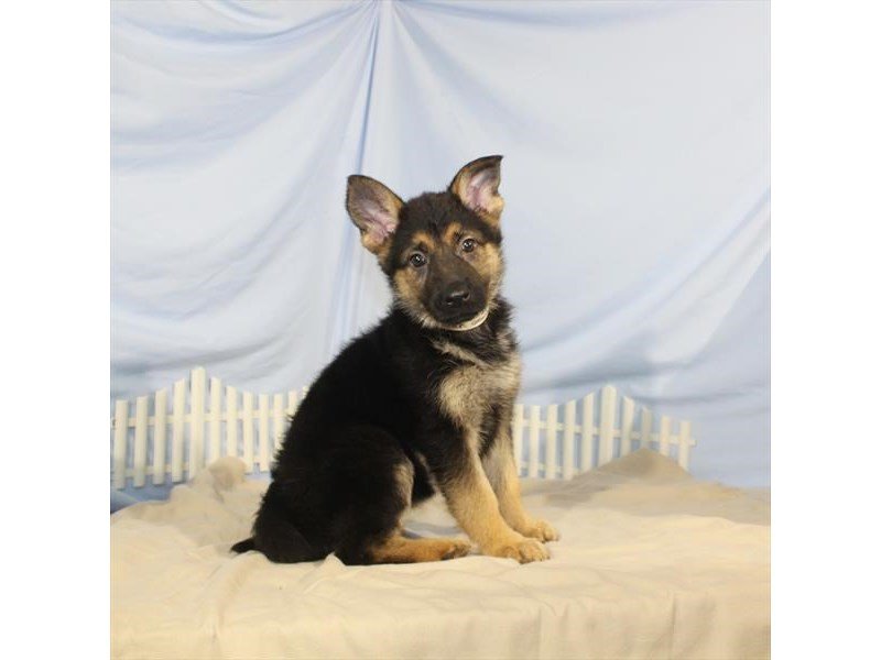 German Shepherd Dog-DOG-Female-Black / Tan-2095860-My Next Puppy
