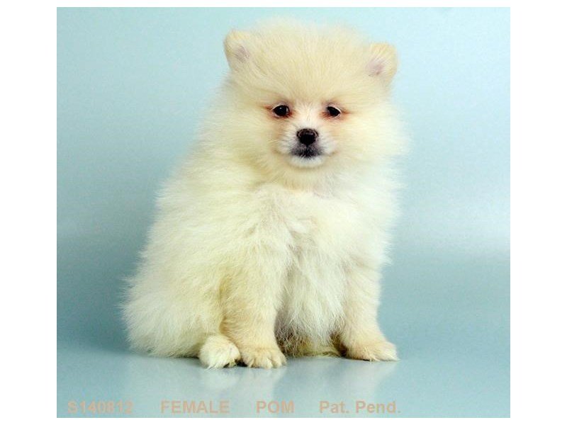 Pomeranian-DOG-Female-CR-2099189-My Next Puppy