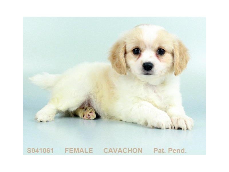 Cavachon-DOG-Female-BHEIM-2099192-My Next Puppy