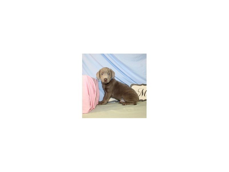 Labrador Retriever-DOG-Male-Silver-2107086-My Next Puppy