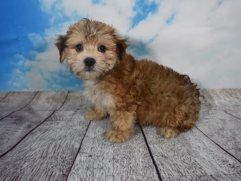 Morkie (Yorki/Maltese)-DOG-Male-Brown-2107073-My Next Puppy