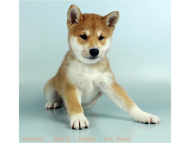 Shiba Inu-DOG-Male-RD:WH MKGS-2109249-My Next Puppy