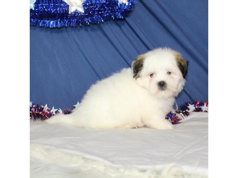 Maltese/Shih Tzu-DOG-Male-White-2109850-My Next Puppy