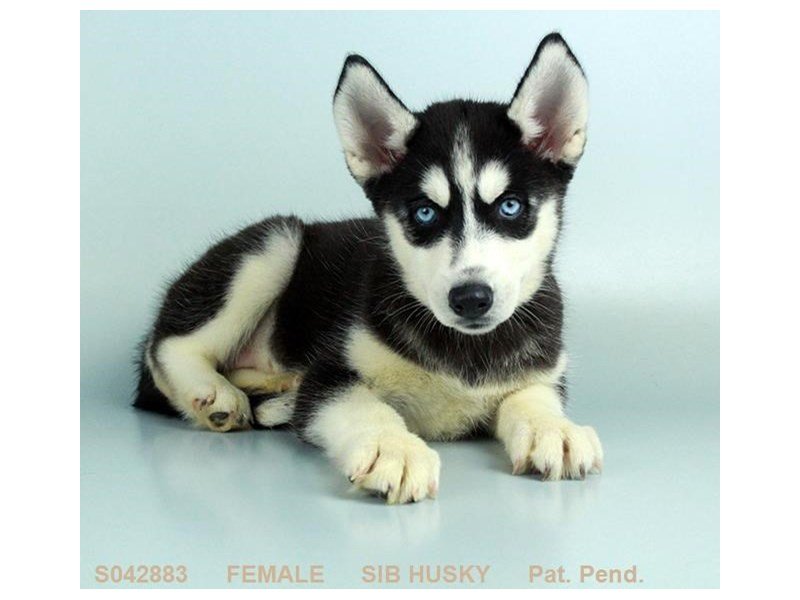 Siberian Husky-DOG-Female-BLK & WH-2114271-My Next Puppy
