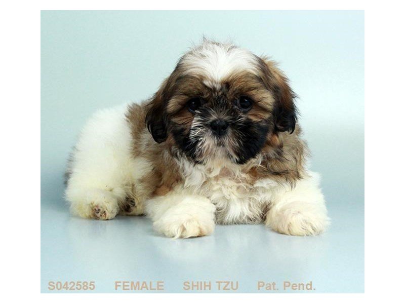 Shih Tzu-DOG-Female-GLD & WH-2114278-My Next Puppy