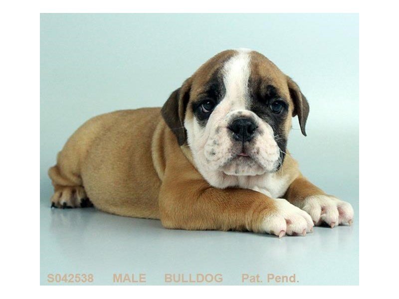 English Bulldog-DOG-Male-FN:WH MKGS-2114280-My Next Puppy