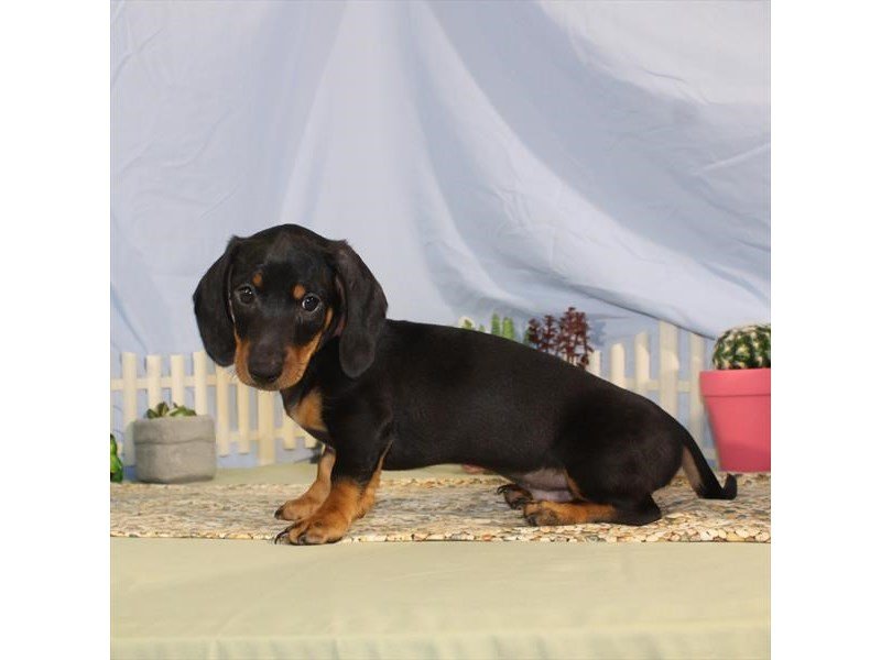 Dachshund-DOG-Male-Black / Tan-2115918-My Next Puppy