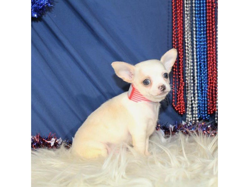 Chihuahua-DOG-Female-Cream-2115921-My Next Puppy