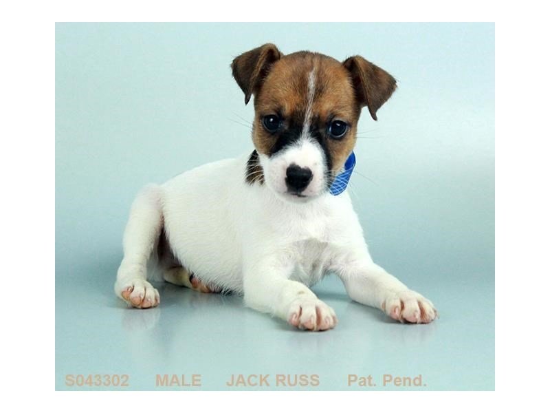 Jack Russell Terrier-DOG-Male-WH:TRI MKGS-2119606-My Next Puppy