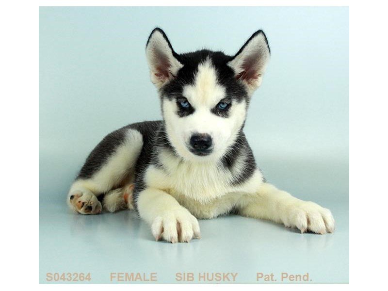 Siberian Husky-DOG-Female-BLK & WH-2119607-My Next Puppy