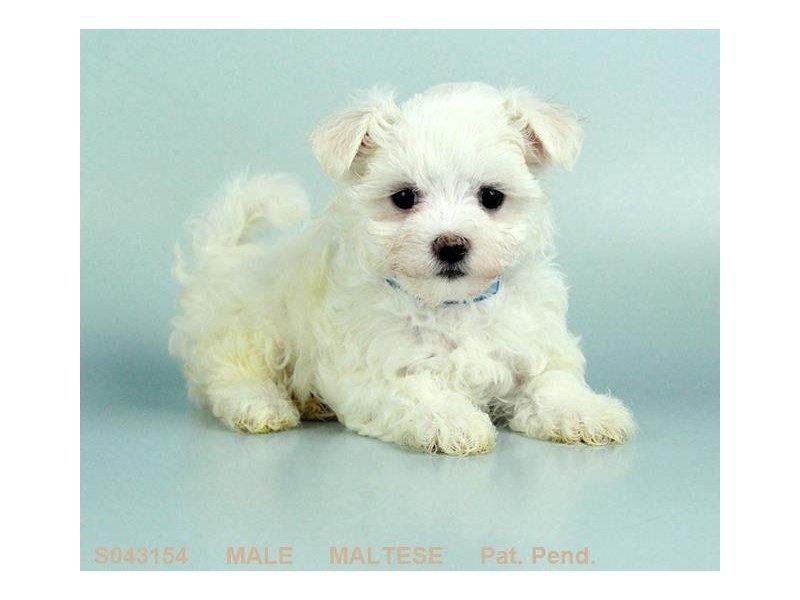 Maltese-DOG-Male-WH-2119608-My Next Puppy