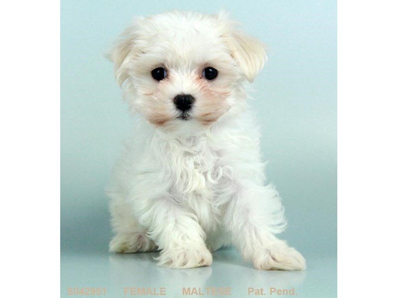 Maltese-DOG-Female-WH:BLK PTS-2119612-My Next Puppy