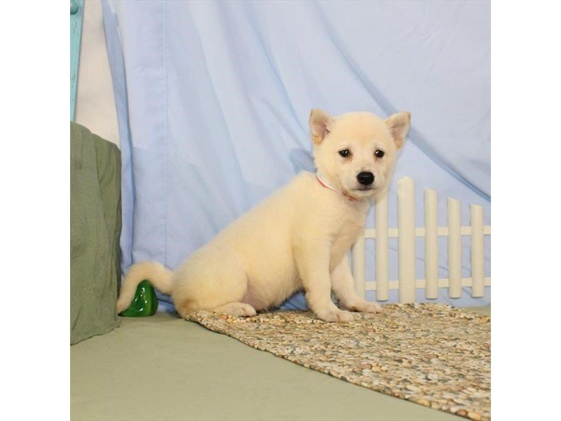 Shiba Inu-DOG-Female-Cream-2119995-My Next Puppy