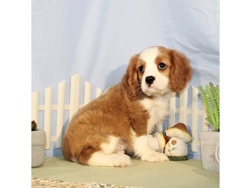 Cavalier King Charles Spaniel-DOG-Male-Blenheim / White-2119998-My Next Puppy