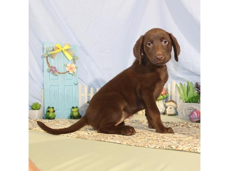 Labrador Retriever-DOG-Female-Chocolate-2120000-My Next Puppy