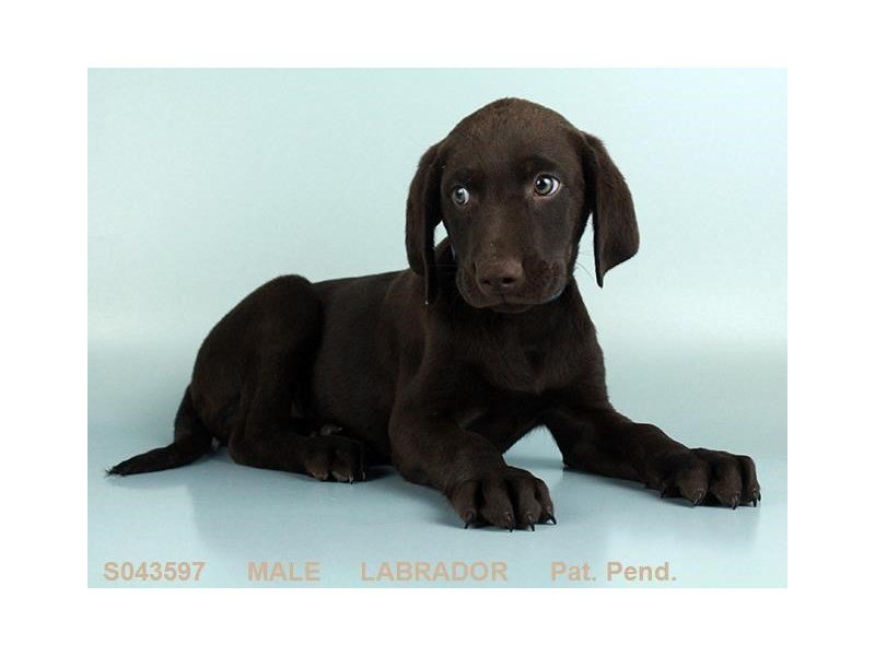 Labrador Retriever-DOG-Male-CHLT-2124112-My Next Puppy