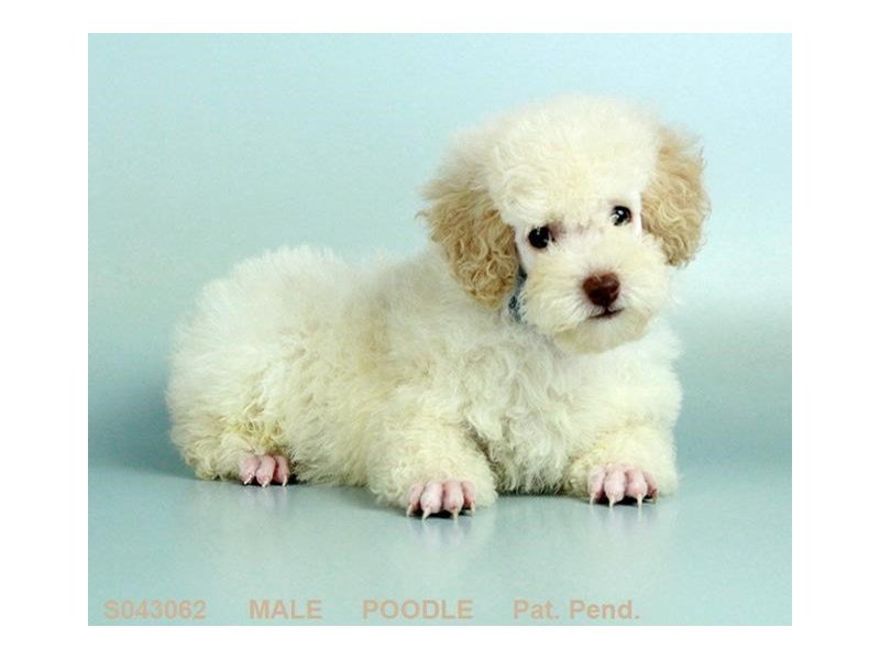 Miniature Poodle – Binx