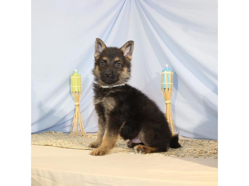German Shepherd Dog-DOG-Male-Black / Tan-2125701-My Next Puppy