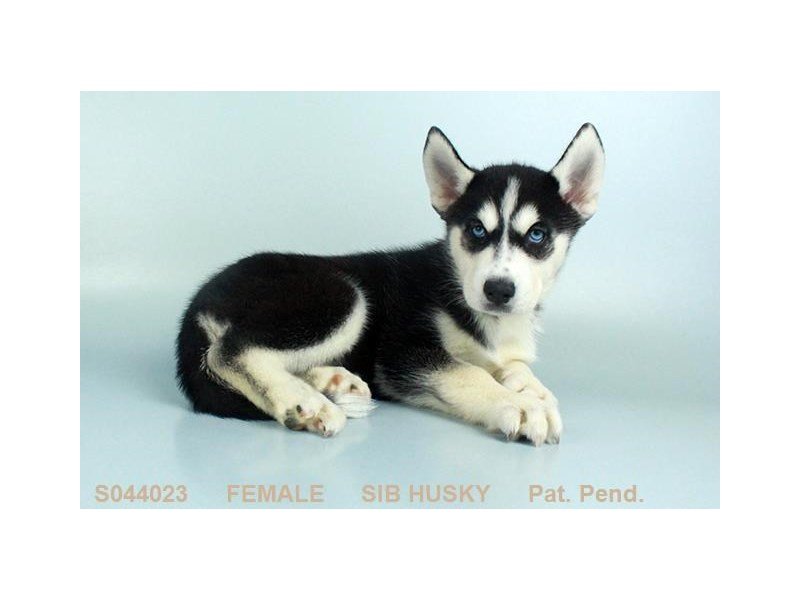 Siberian Husky-DOG-Female-BLK & WH-2129219-My Next Puppy