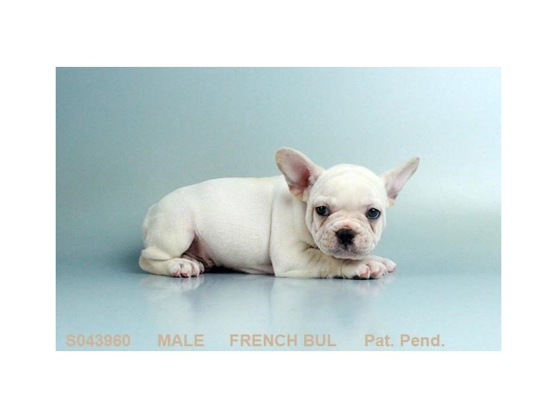 French Bulldog – Apollo