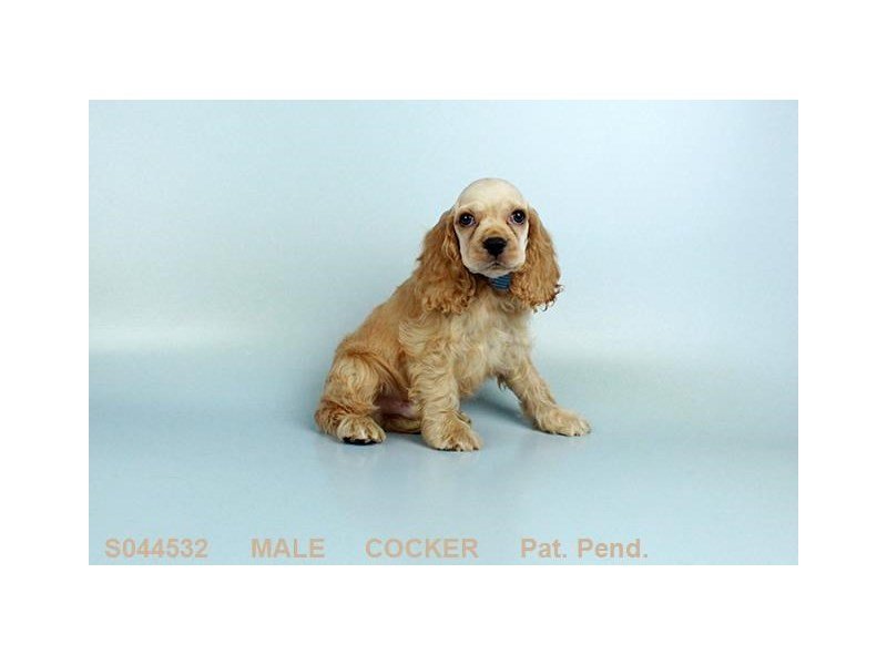 Cocker Spaniel-DOG-Male-BF-2134223-My Next Puppy