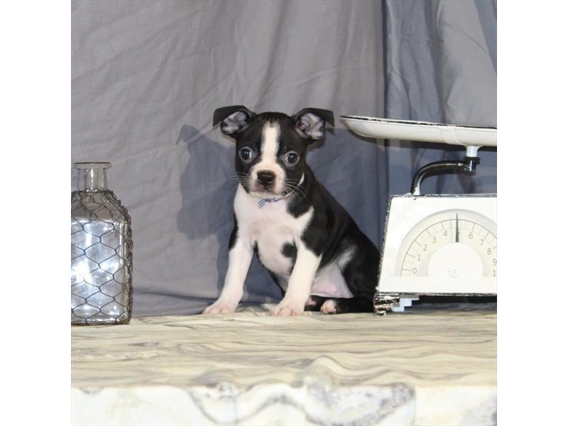 Boston Terrier-DOG-Female-Black-2134674-My Next Puppy