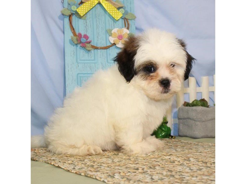 Poodle/Shih Tzu-DOG-Male-White / Gold-2119999-My Next Puppy