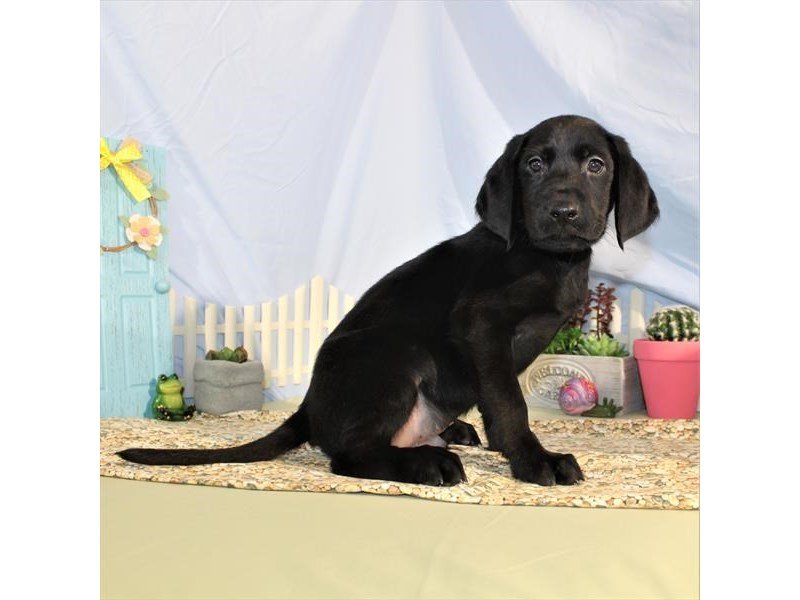 Labrador Retriever-DOG-Male-Black-2125700-My Next Puppy