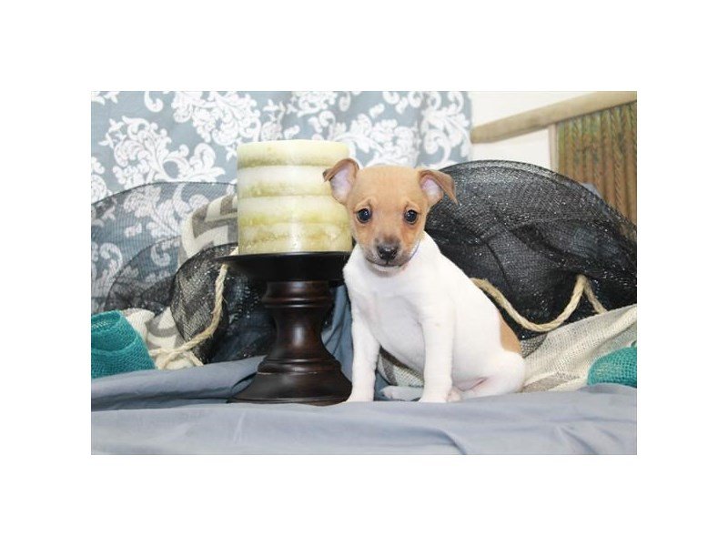 Jack Russell Terrier-DOG-Male-WH:TN MKGS-2129215-My Next Puppy