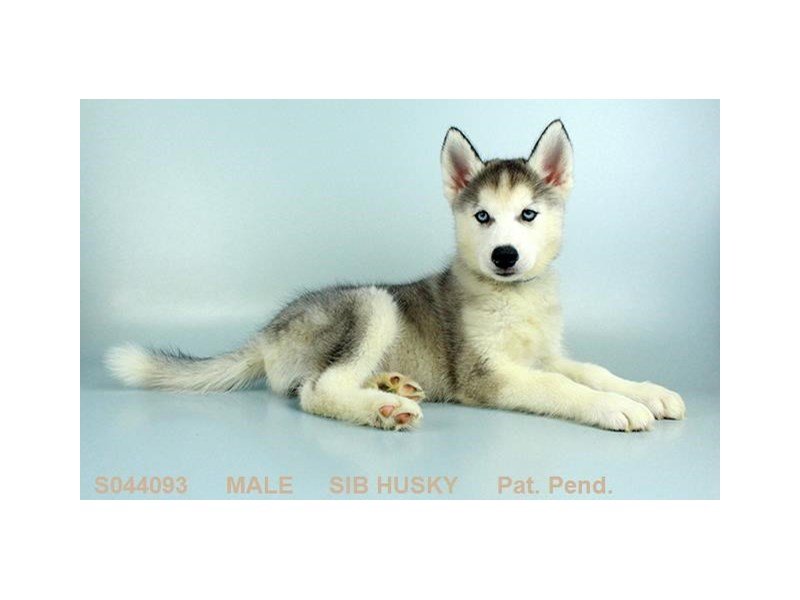 Siberian Husky-DOG-Male-GR & WH-2134225-My Next Puppy