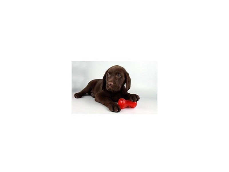 Labrador Retriever-DOG-Female-Chocolate-2138007-My Next Puppy