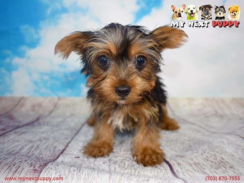 Yorkshire Terrier-DOG-Male-Black-Tan-2138034-My Next Puppy