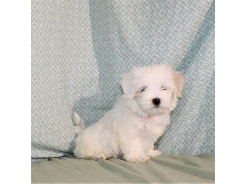 Maltese-DOG-Male-White-2137990-My Next Puppy