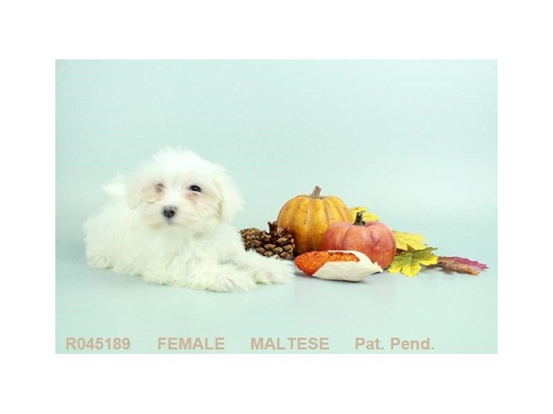 Maltese-DOG-Female-White-2137996-My Next Puppy