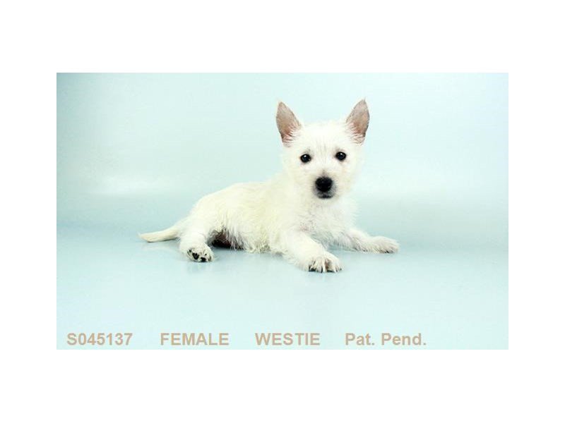 West Highland Wh Tr-Female-WH-2139690-My Next Puppy