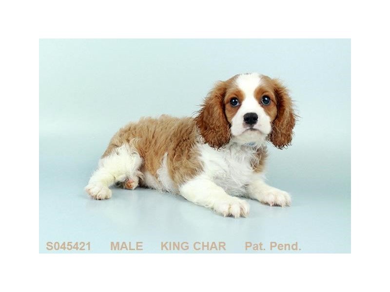 Cavalier King Charles-Male-BHEIM-2145199-My Next Puppy