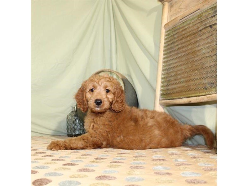 Miniature Goldendoodle-DOG-Female-Red-2146135-My Next Puppy
