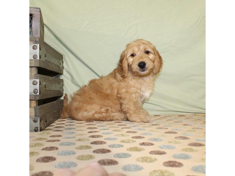 Miniature Goldendoodle-DOG-Male-Golden-2146137-My Next Puppy