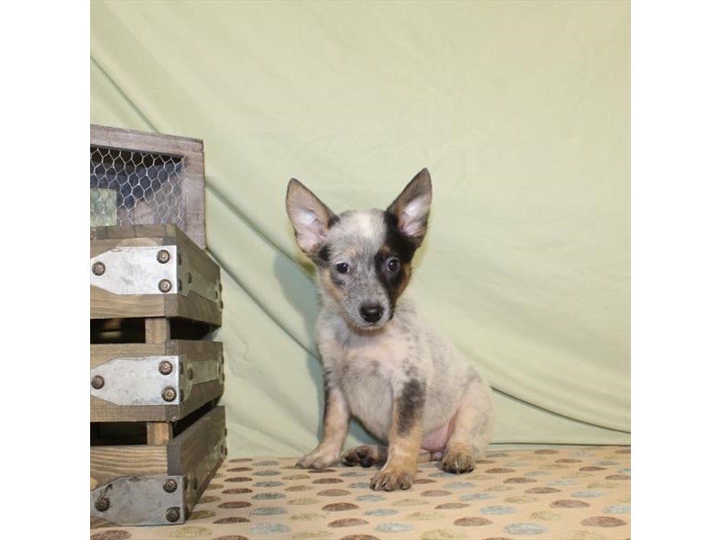 Heeler-DOG-Female-Blue-2146138-My Next Puppy