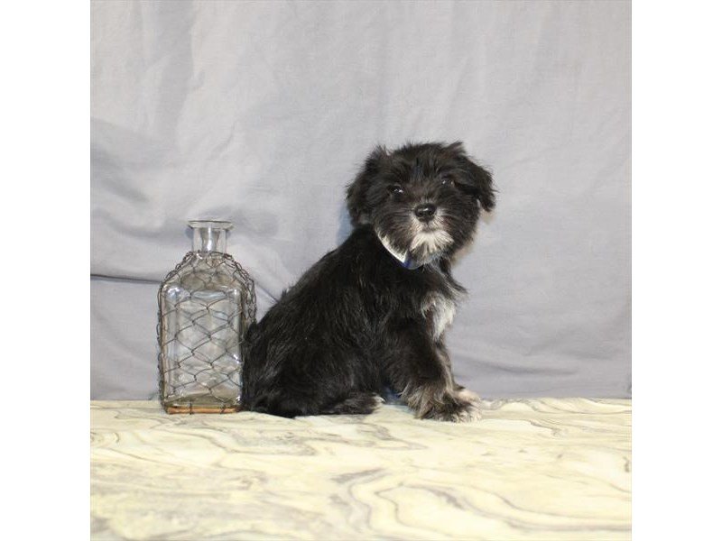 Miniature Schnauzer-DOG-Female-Black / Silver-2146140-My Next Puppy