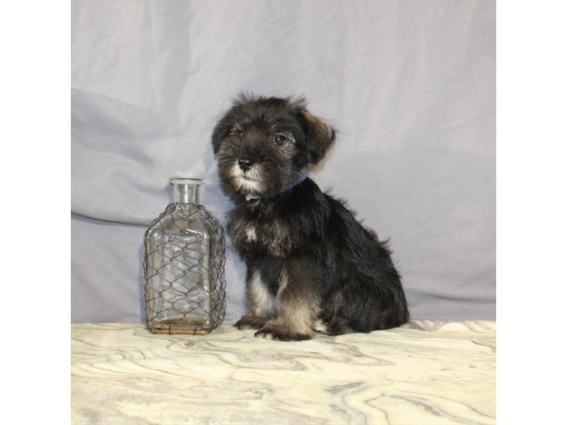 Miniature Schnauzer-DOG-Male-Salt / Pepper-2146141-My Next Puppy