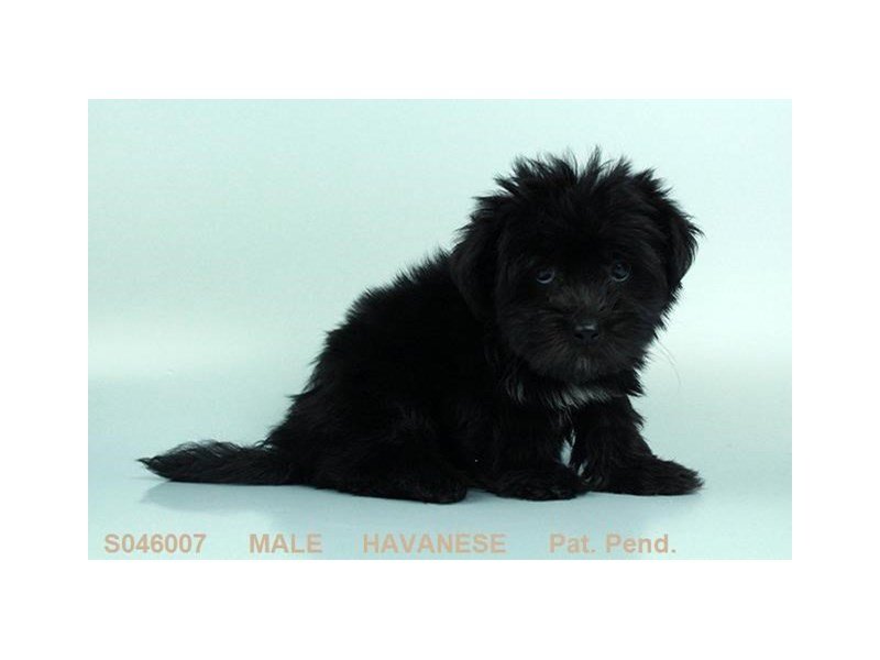 Havanese-DOG-Male-BLK-2150198-My Next Puppy