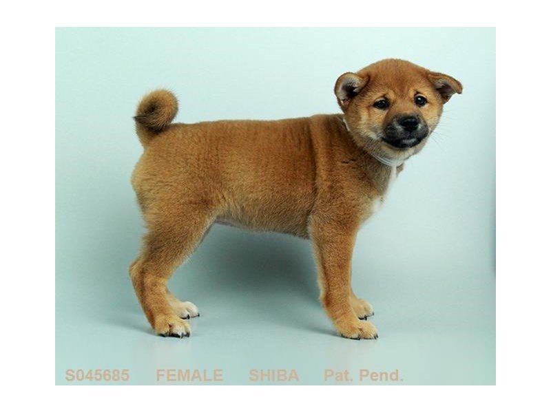 Shiba Inu-DOG-Female-RD SESME-2150201-My Next Puppy