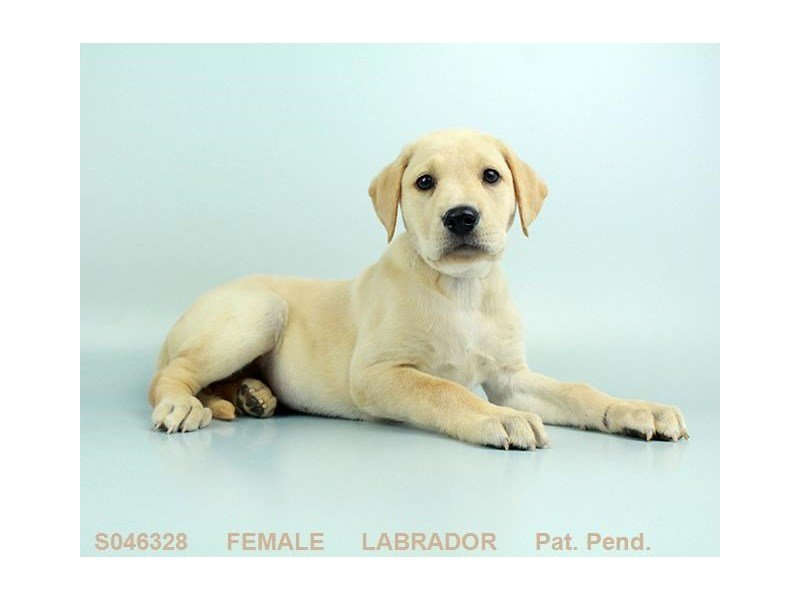 Labrador Retriever-DOG-Female-YLW-2155439-My Next Puppy