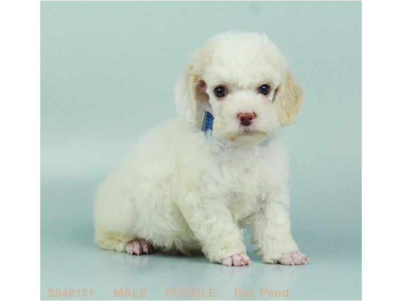 Miniature Poodle – Oliver
