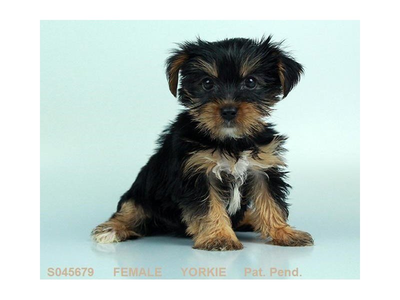 Yorkshire Terrier-DOG-Female-BLK & TN-2155446-My Next Puppy