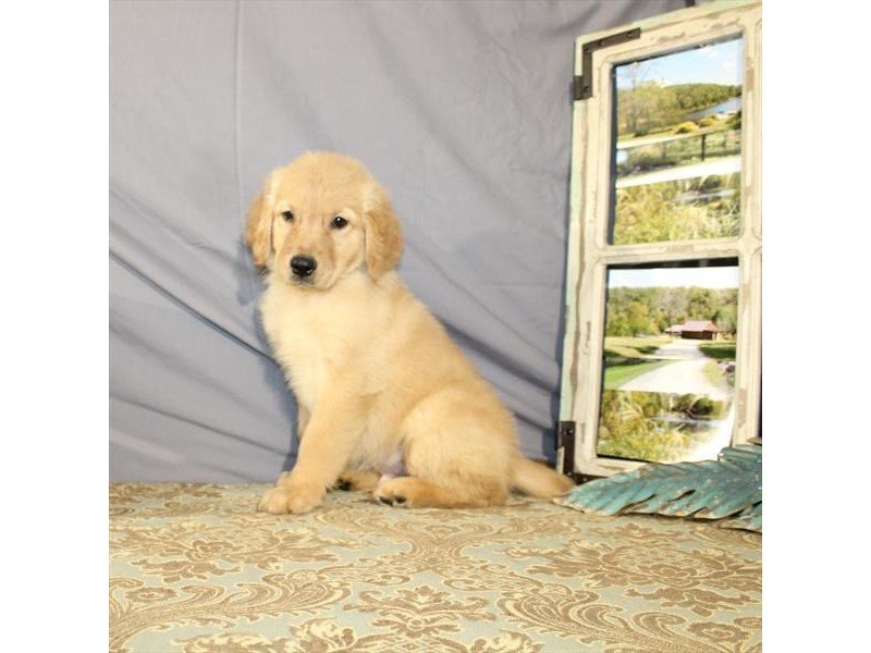 Golden Retriever-DOG-Male-Golden-2156659-My Next Puppy