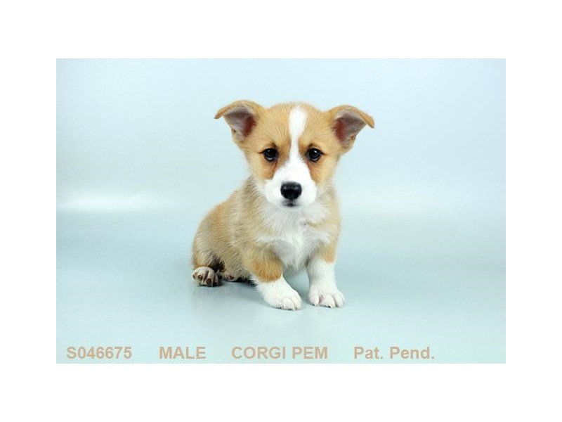 Pembroke Welsh Corgi-DOG-Male-SBL:WH MKGS-2160945-My Next Puppy