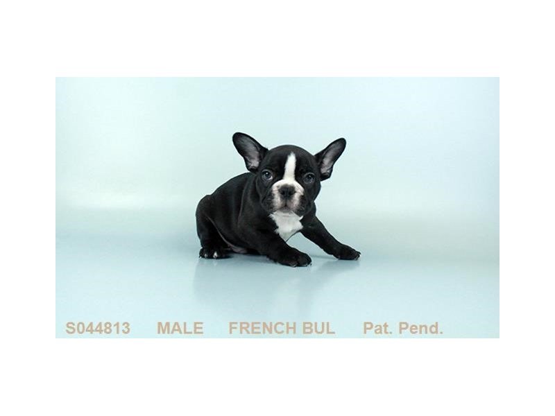 French Bulldog – Gus