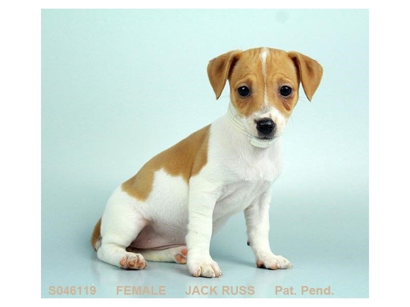 Jack Russell Terrier – Sophie